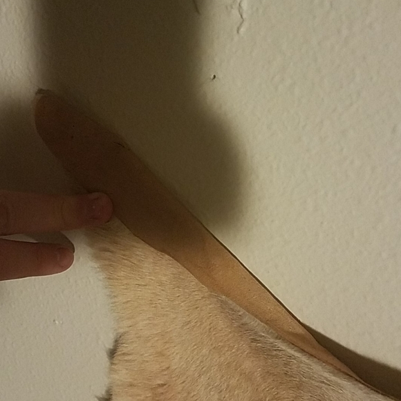 Kangaroo hide - Picture 3 of 4